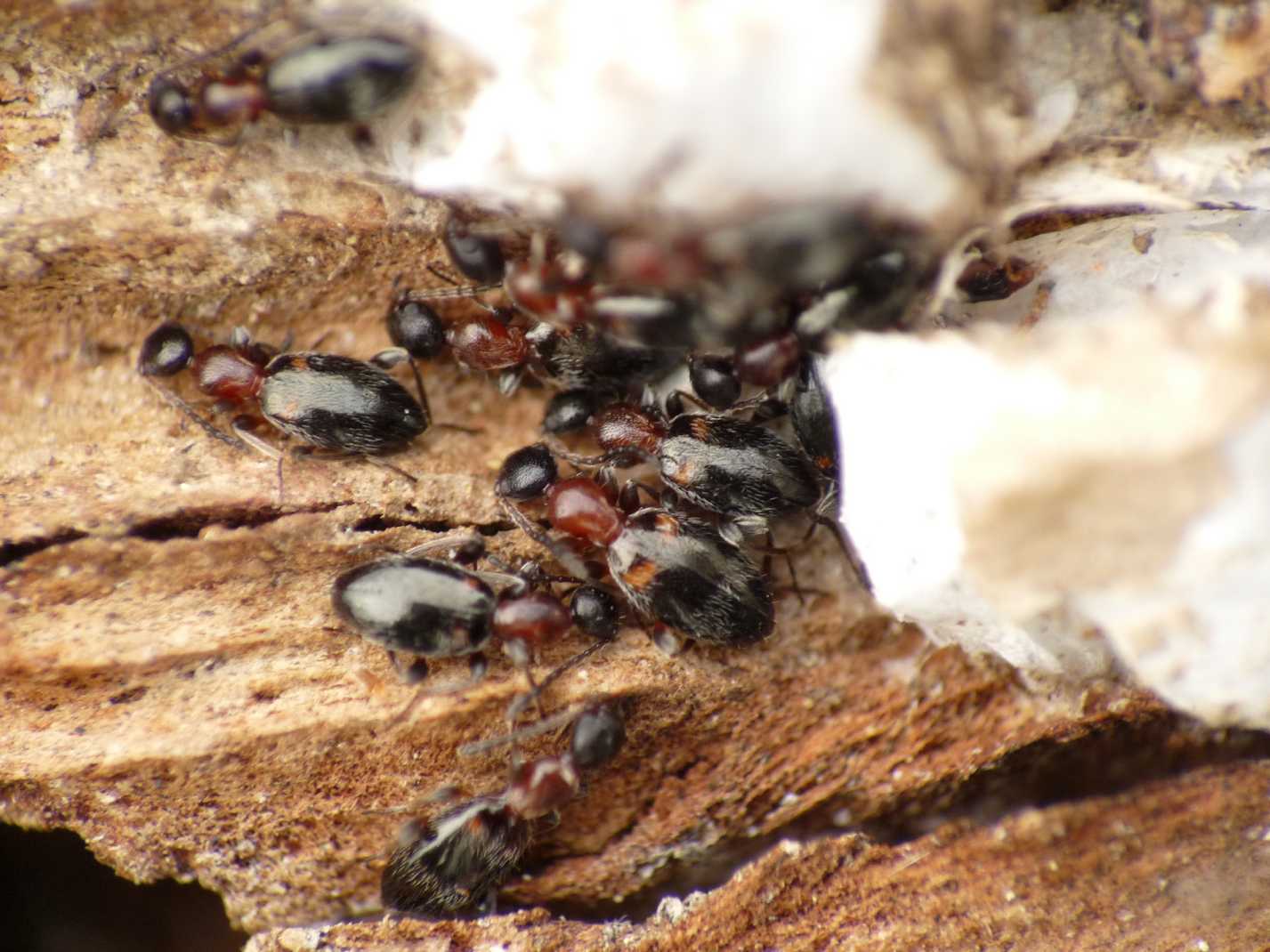 Anthicidae: Anthelephila (= Formicomus) pedestris